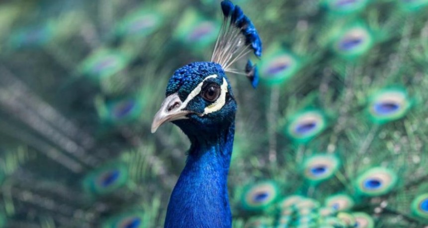 Viral: Un pavo furioso persigue a un cartero de casa en casa