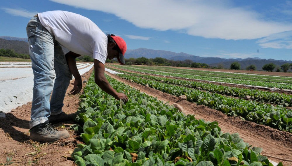 Casi 30 millones de pesos para tabacaleros