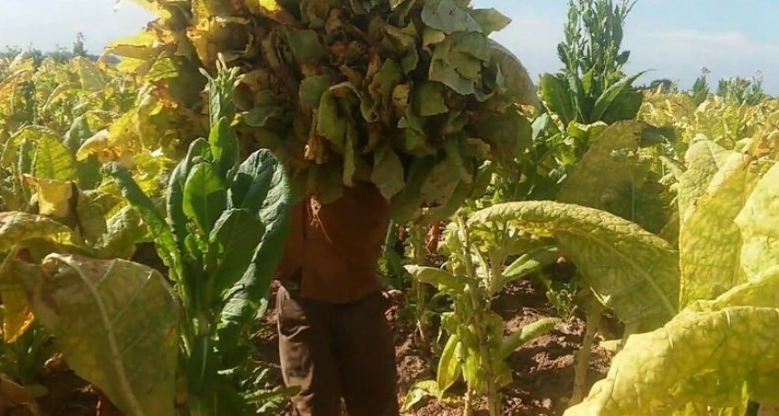  La provincia gestionó $ 100 millones para el sector Tabacalero