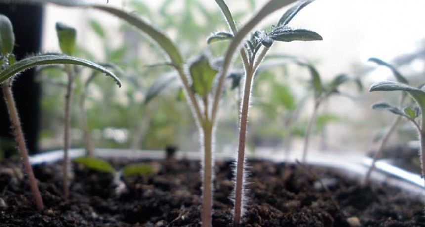 Avanza la entrega de Plantines de Tomate