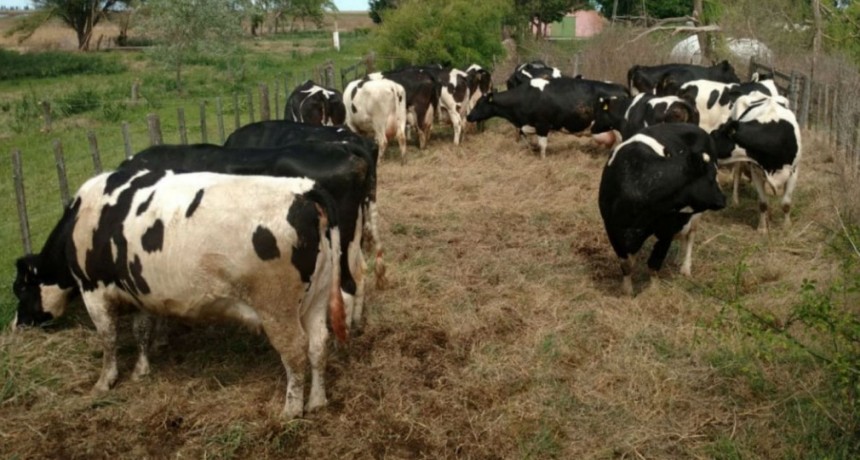 Ocuparon un campo, venden las vacas por Facebook y llevaron a más personas a vivir ahí