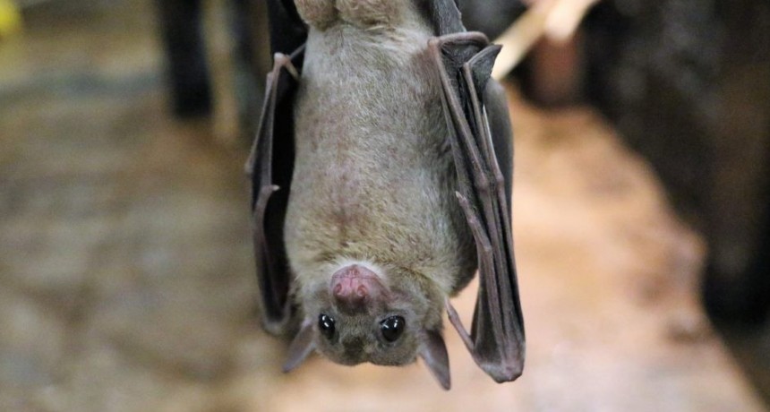 Encontraron excremento de murciélago en Japón que coincide en un 81% con el coronavirus