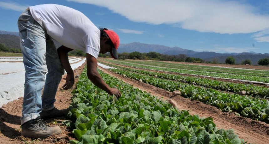 Casi 30 millones de pesos para tabacaleros