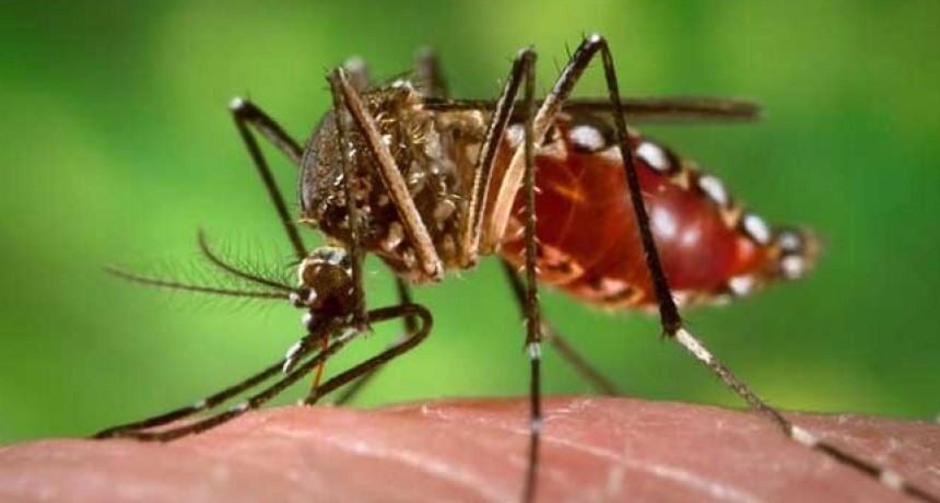 Próximos trabajos de la Brigada contra el Dengue
