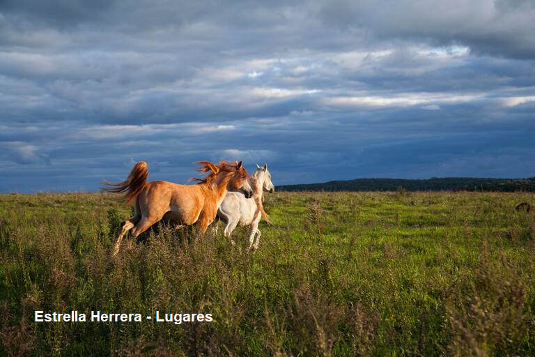 Preocupación por temible virus que afecta a los caballos