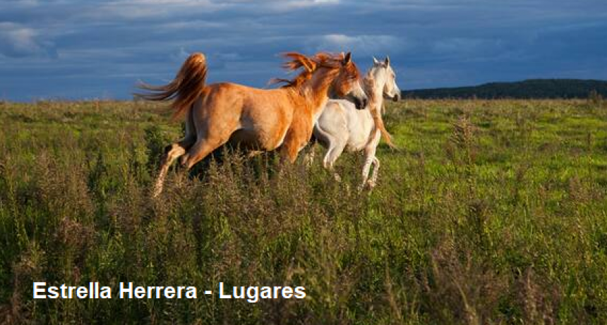 Preocupación por temible virus que afecta a los caballos