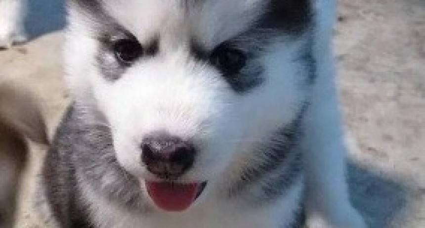 Resucit&oacute; a su perro que hab&iacute;a nacido muerto con respiraci&oacute;n boca a boca