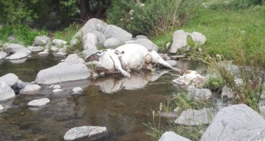 Denunciaron la aparici&oacute;n de animales muertos en el Rio del Tala