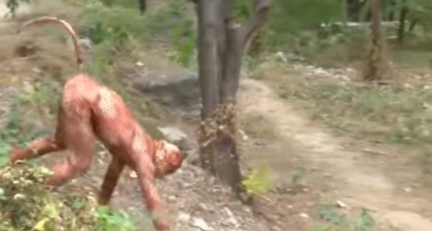 FUROR: Jubilado se disfraza de leopardo  y realiza ejercicios bas&aacute;ndose en los movimientos del  felino