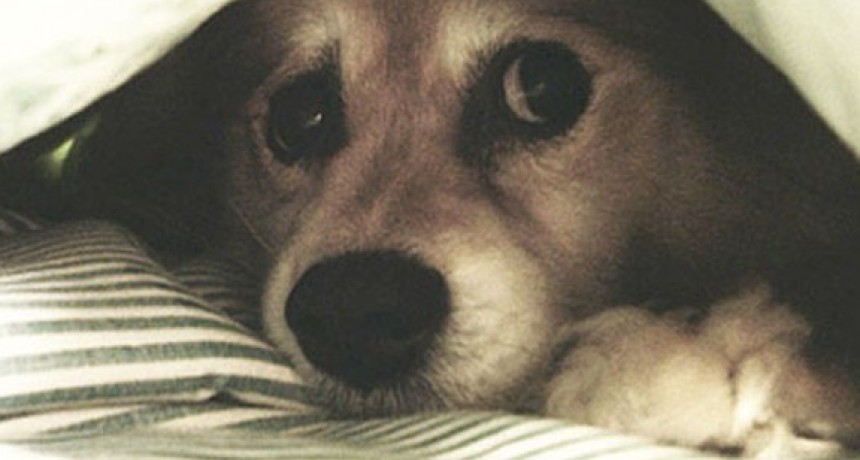 Recomendaciones para proteger a las mascotas de los fuegos artificiales