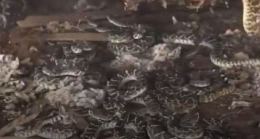 Encontr&oacute; un nido de serpientes cascabel debajo de su cobertizo