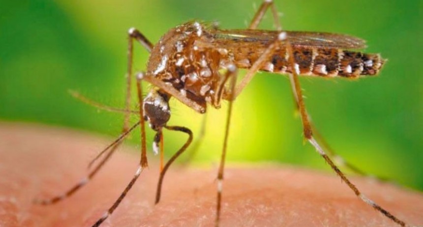 Alerta por dengue: 2019 ya es récord de casos y no descartan un brote en verano