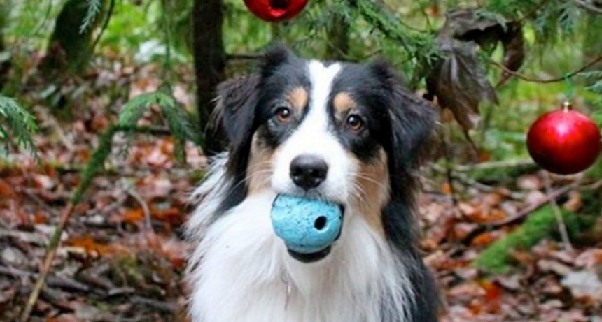 Perra ayuda a su dueña a armar el árbol de navidad y es viral