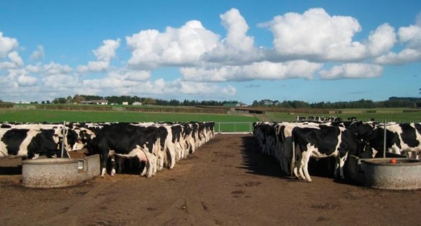 Crisis láctea: un paro de 48 horas y trabajo a reglamento pondrían en riesgo el abastecimieno durante las fiestas