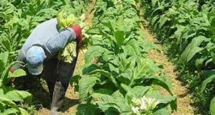 Se reactiva el Fondo Tabacalero