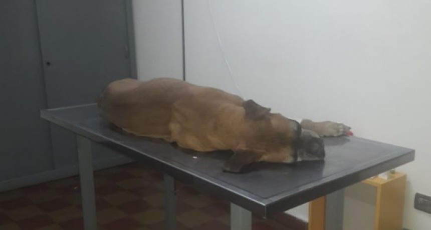 No se respetó la ordenanza municipal, Jerry sufrió un ataque cardiaco y se recupera en una veterinaria