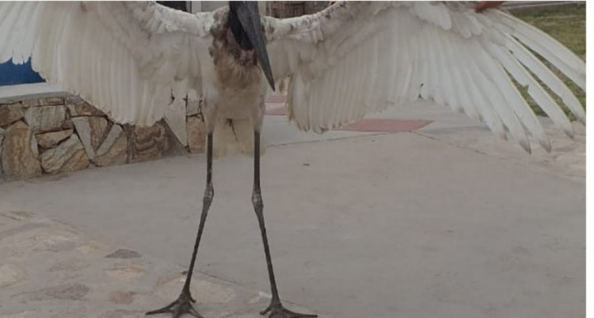 Rescataron una cigüeña en el norte de Belén