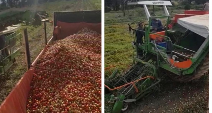 Inició la cosecha de tomate en las hectáreas de Valle Viejo