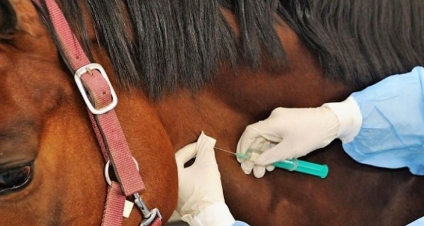 Argentina aprobó el suero equino hiperinmune como tratamiento para el COVID-19 moderado y severo