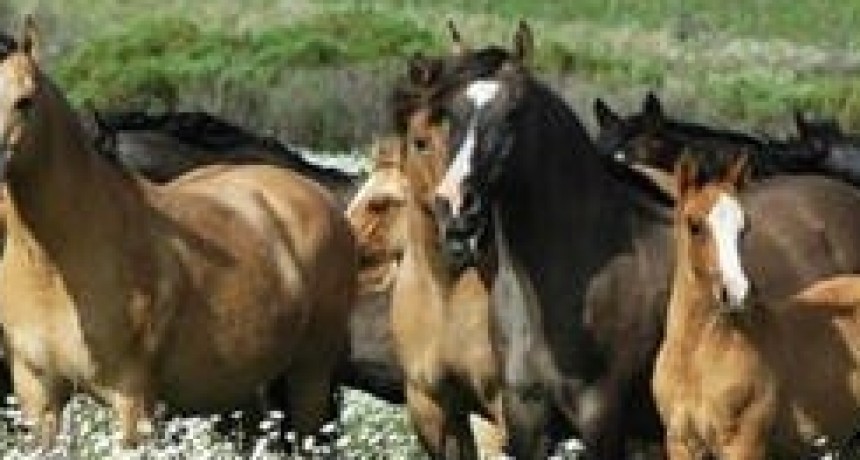 Ya son más de 300 los casos de encefalomielitis